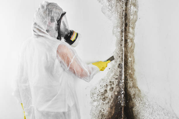 Best Mold Damage Repair  in Aetna Estates, CO