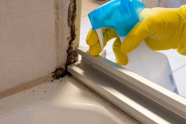 Best Toxic Mold Removal  in Aetna Estates, CO