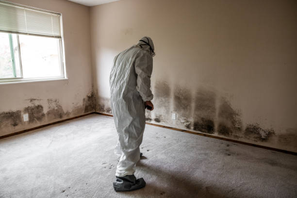 Best Professional Mold Removal  in Aetna Estates, CO