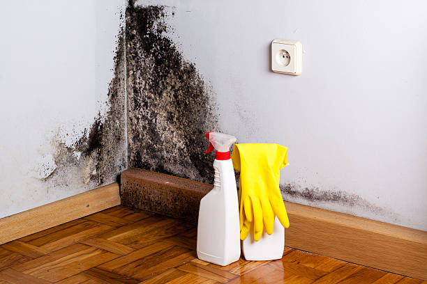 Best Black Mold Removal  in Aetna Estates, CO